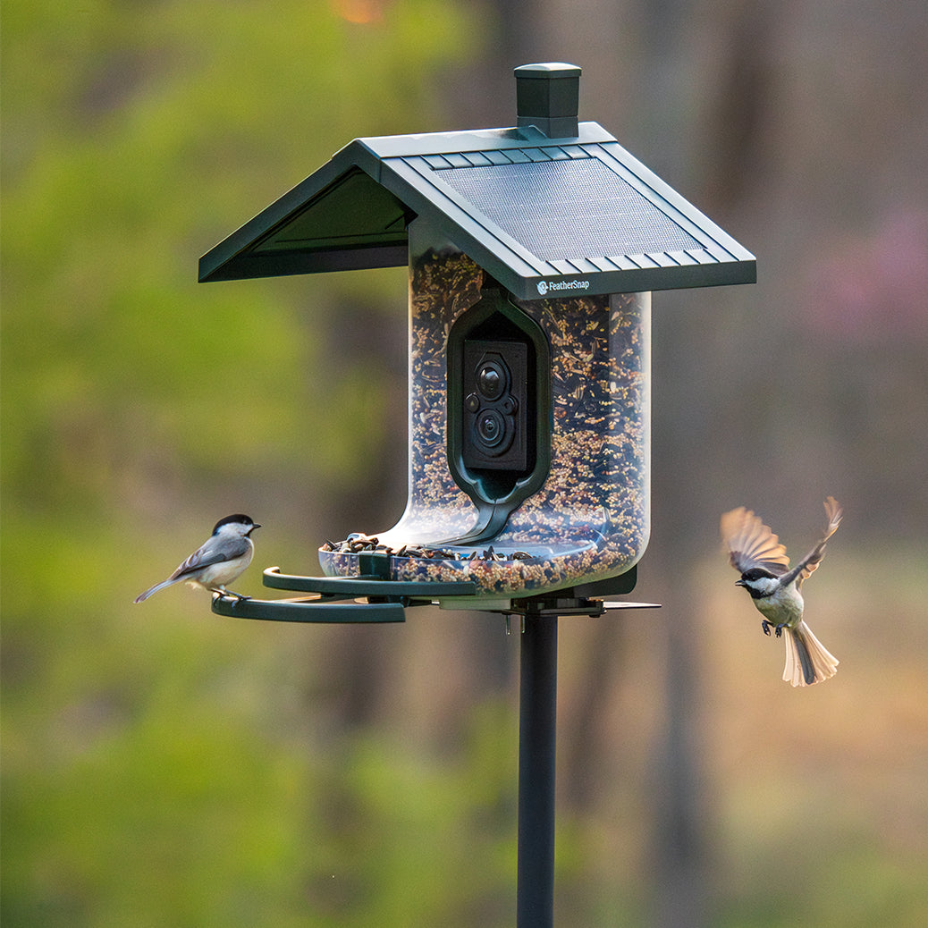 FEATHERSNAP Feather Snap Smart, Solar-Powered Bird Feeder W/ AI Species Recognition