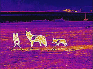 Atlas Targets AR500 Coyote Target W/ REACTIVE Vital - Small