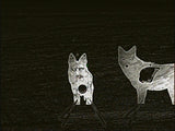 Full Size AR500 Front Facing Coyote Target W/ Reactive Vital